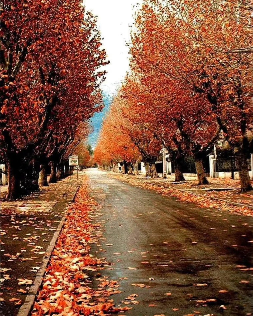 Francisco Darmendrail tweet media