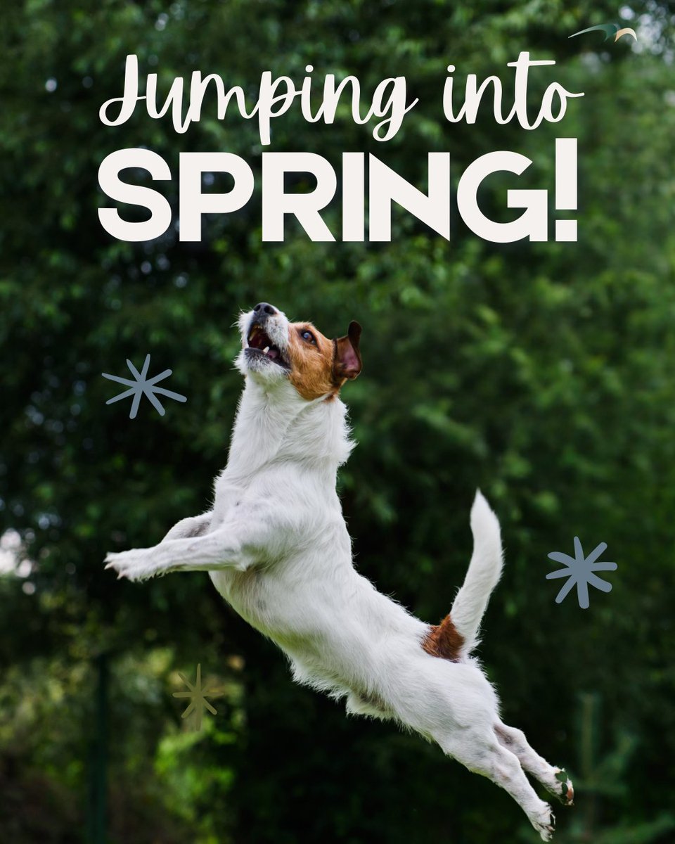 amcofwy's tweet photo. Hello, Spring! 🌸 Longer walks, more zoomies, and endless fun adventures await! Let’s wag, play, and soak up the sunshine together. #SpringPets #DogFun #HappyPups https://t.co/scXG2ZvMmI
