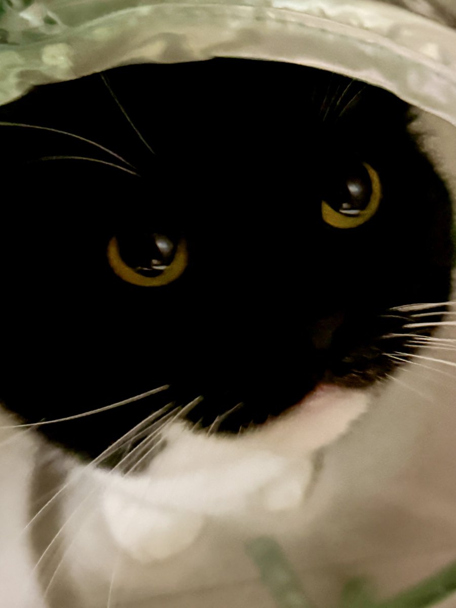 I'm Uni :3 tweet media