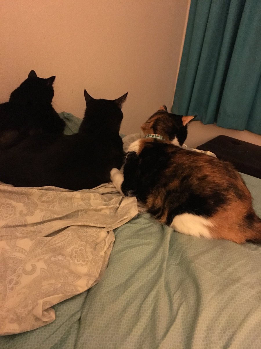 Arya, Lt Colonel in ZS💔Mabel, Boycee, Hairry tweet media