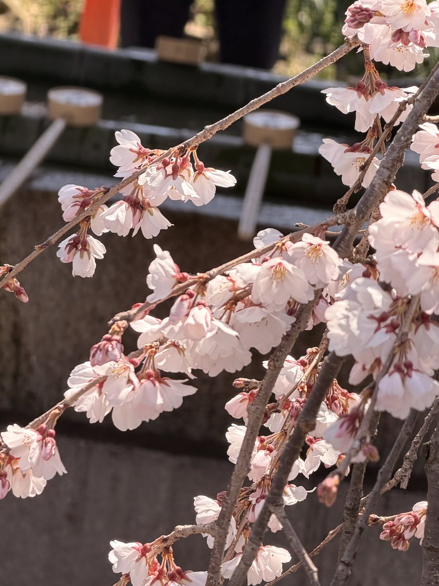toplem's tweet photo. 京都案内の日

桜と言えばここ
#平野神社
約40種類の桜が次々に咲いて
この時期楽しませてくれます。
特に平野神社発祥の枝垂れ桜
この桜が咲くと京都の花見が
始まるという魁桜が
見頃になって来ましたよ♪

#京都　#桜 https://t.co/fTjDKXCp8y