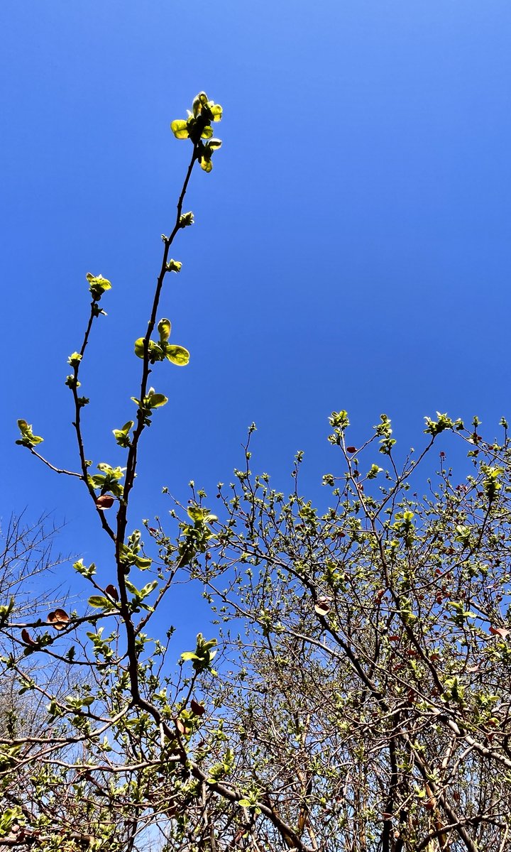 Tracy Sapp tweet media