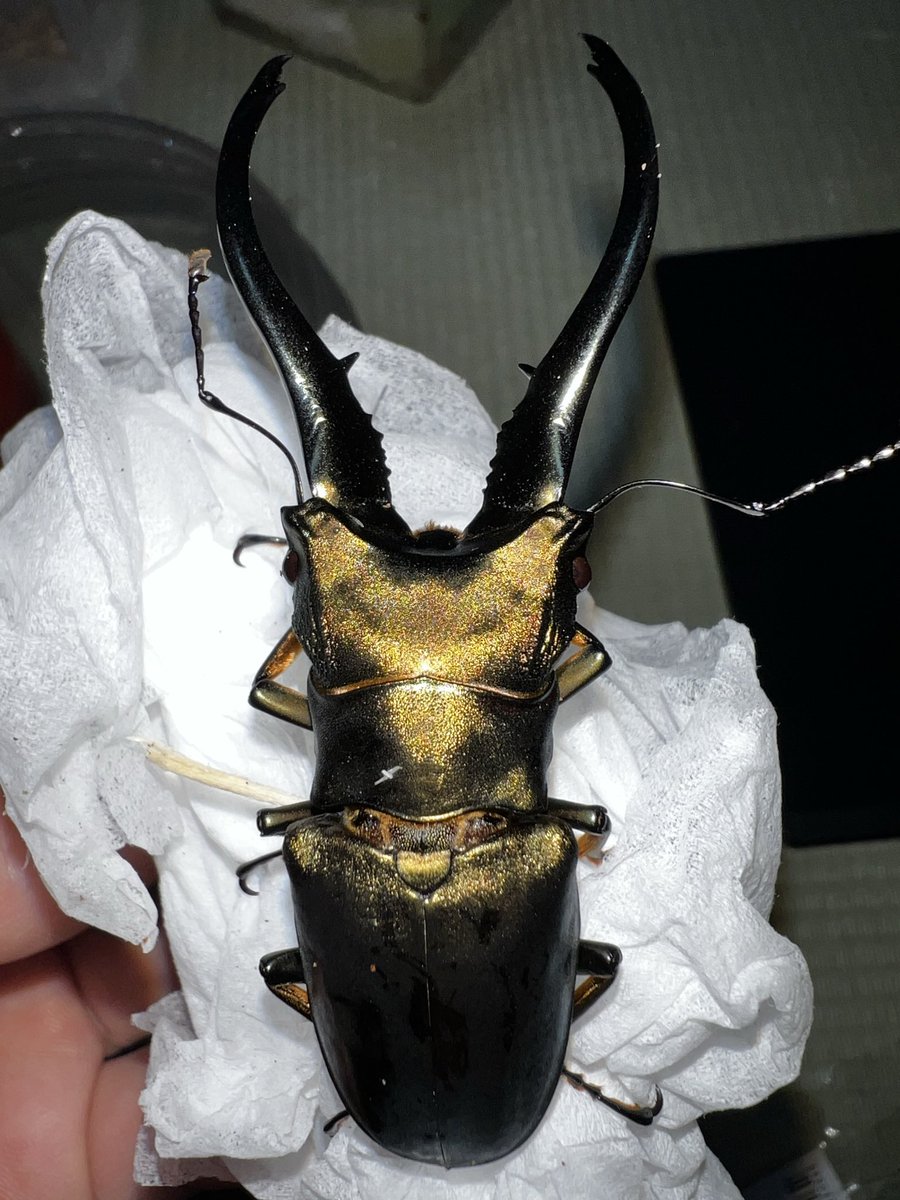 なかたつ tweet media