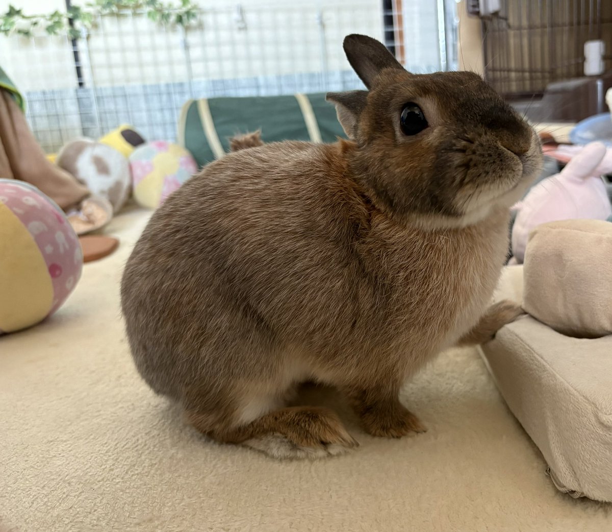 もこりく tweet media