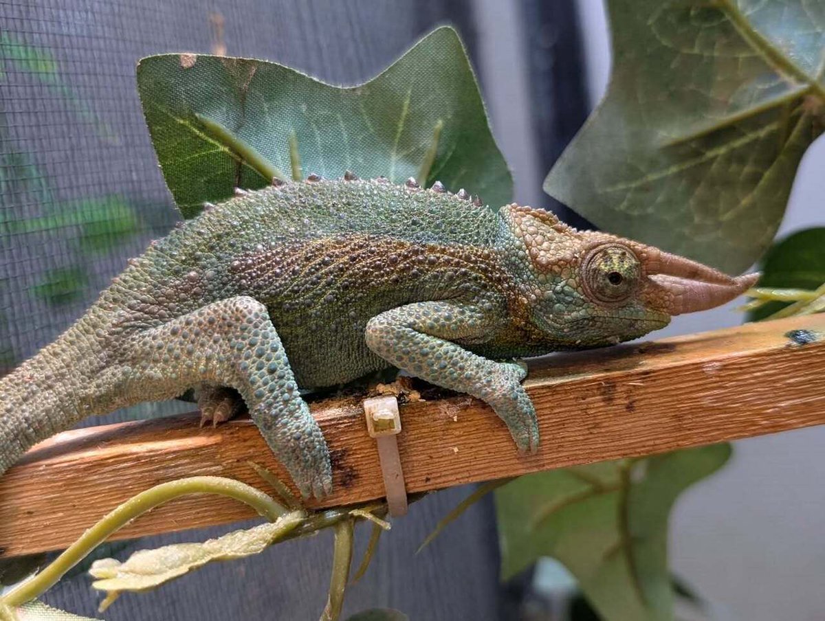 CANDLE ハタノ tweet media