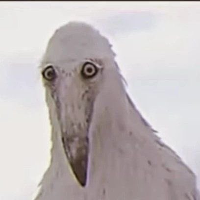 If you sleep wey u see Dog with Chanel bag what edey mean?