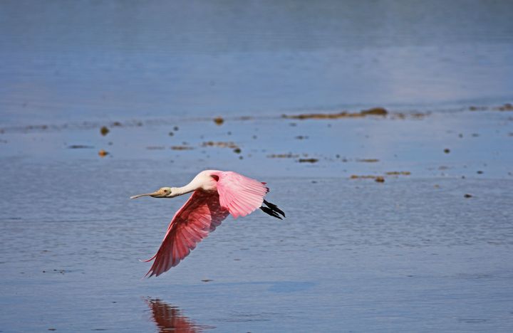 Michiale Schneider Carney tweet media