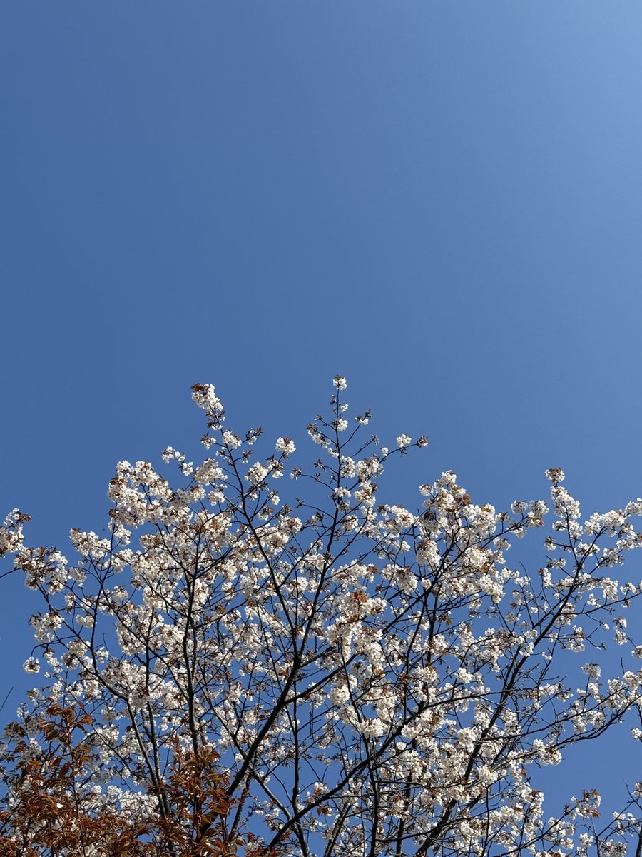 中條/Chujo | NOT A HOTEL tweet media