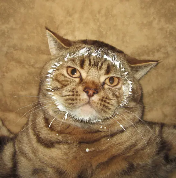 Your Catness tweet media