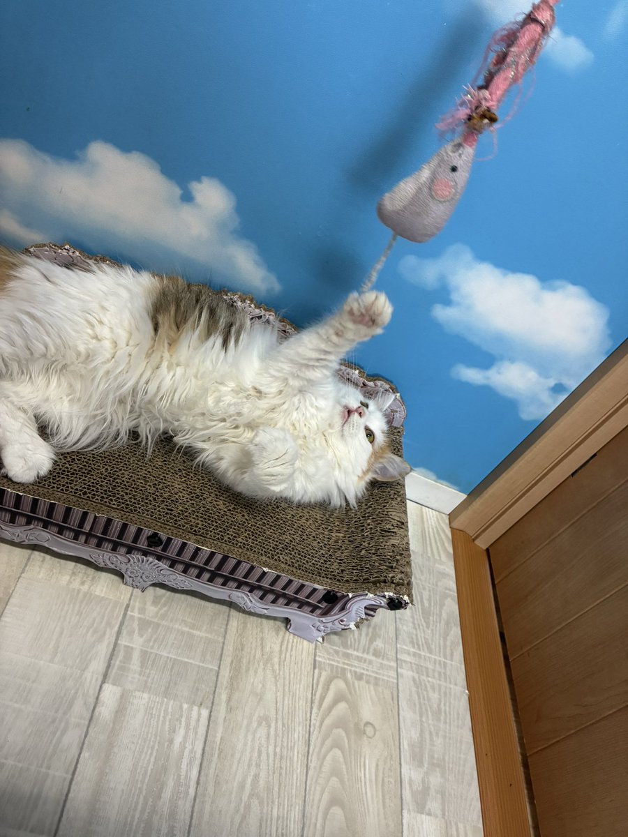 香川うどん！
猫カフェ！！
一泊２日！！！