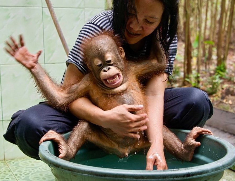 Orangutandrea tweet media