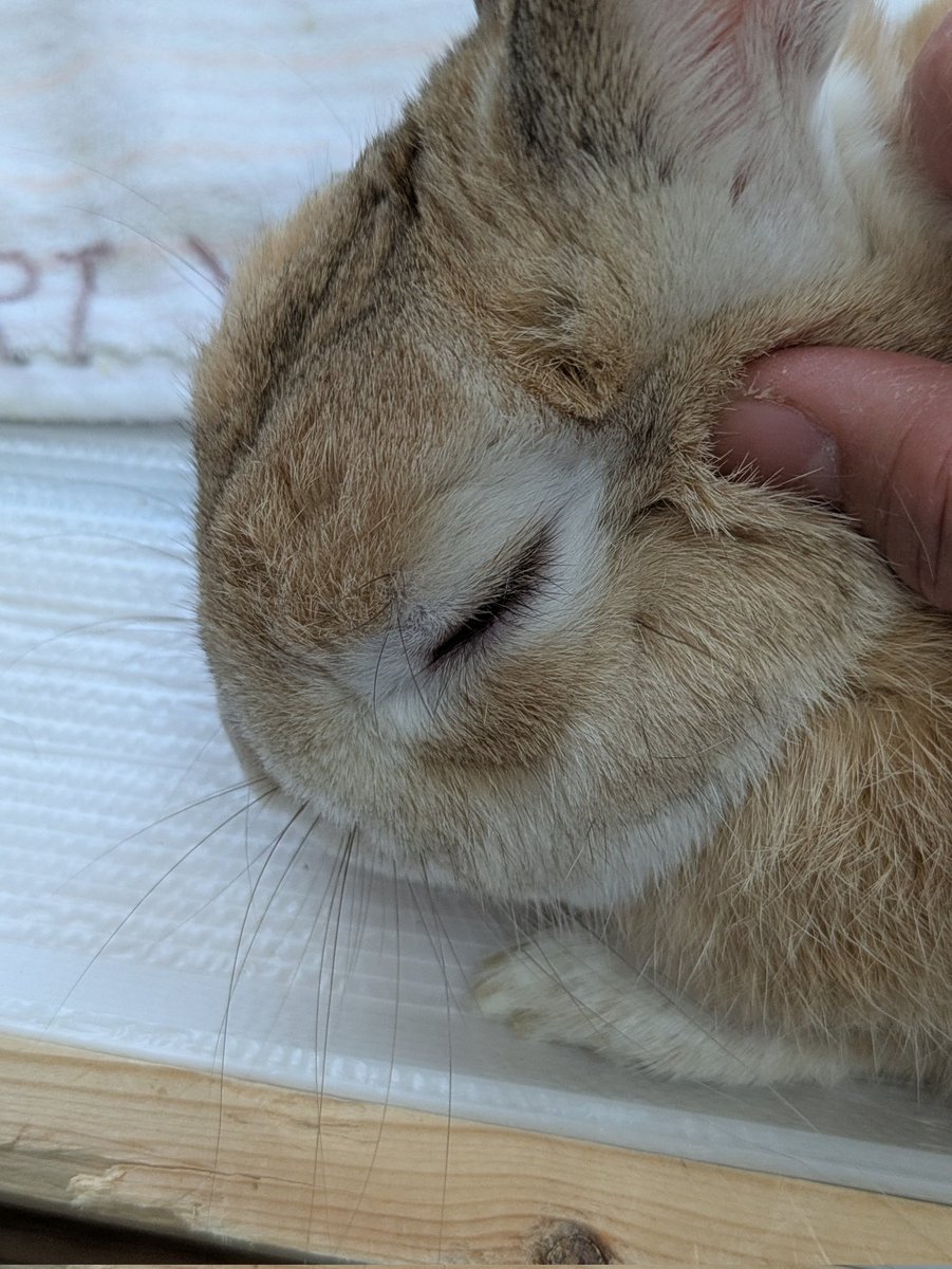 メル＆ココうさ tweet media