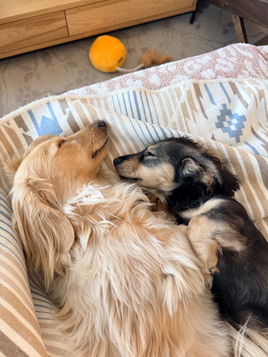 Danielle Radin tweet media