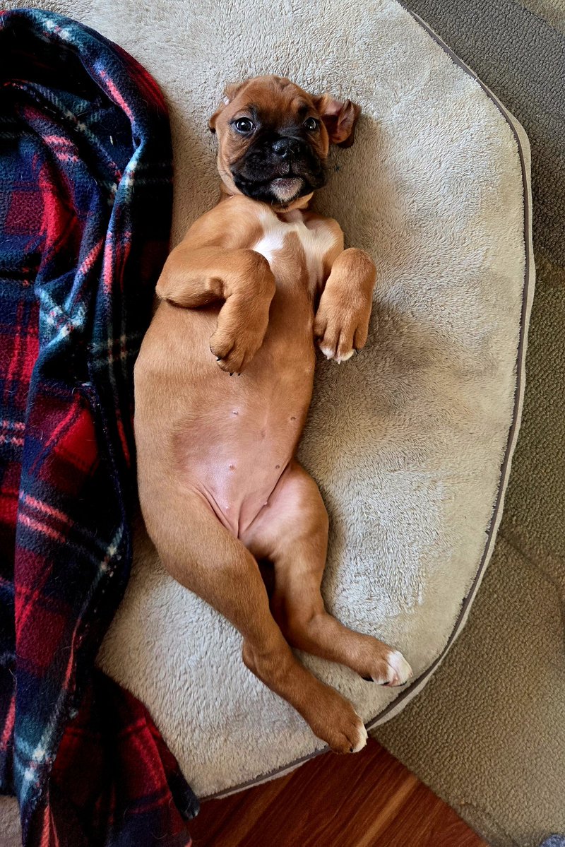 SteelToeStats tweet media