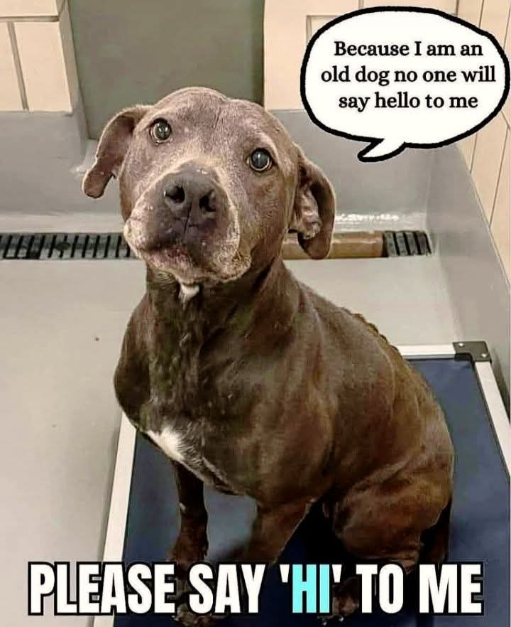 Popularpuppies © tweet media