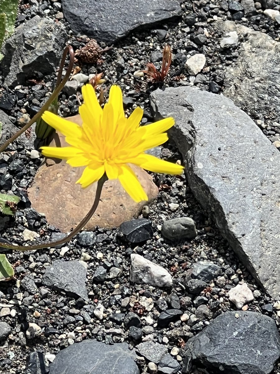 laura rosa ijurra galarza tweet media