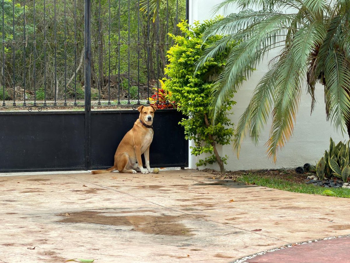 ¿Se acuerdan del perrito que recogí de la calle hace 3 años? 

Miren nada más que hermoso ya está.

¿Pero saben qué es lo mejor? Es un perro súper noble, super leal y extremadamente amoroso.

Les aseguro que yo gané mucho más que él.
