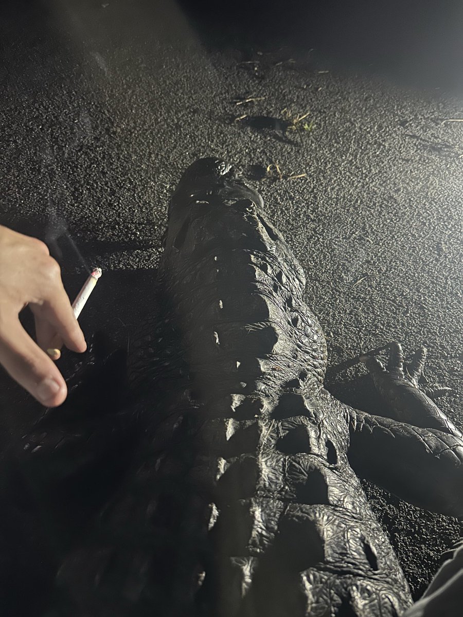 chainslickk's tweet image. Just walking my pet wsp?! #floridashit