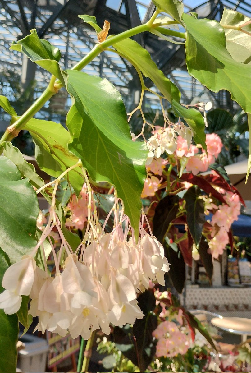 ベゴニア展、咲くやこの花館にて本日も始まっております。ぜひ‼️