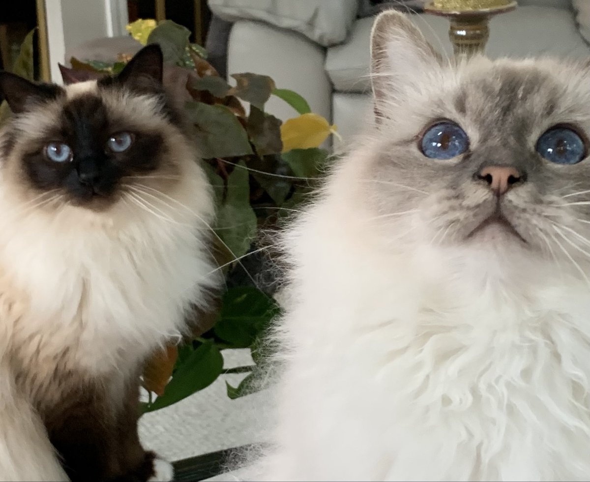 Elizabeth Griffith tweet media