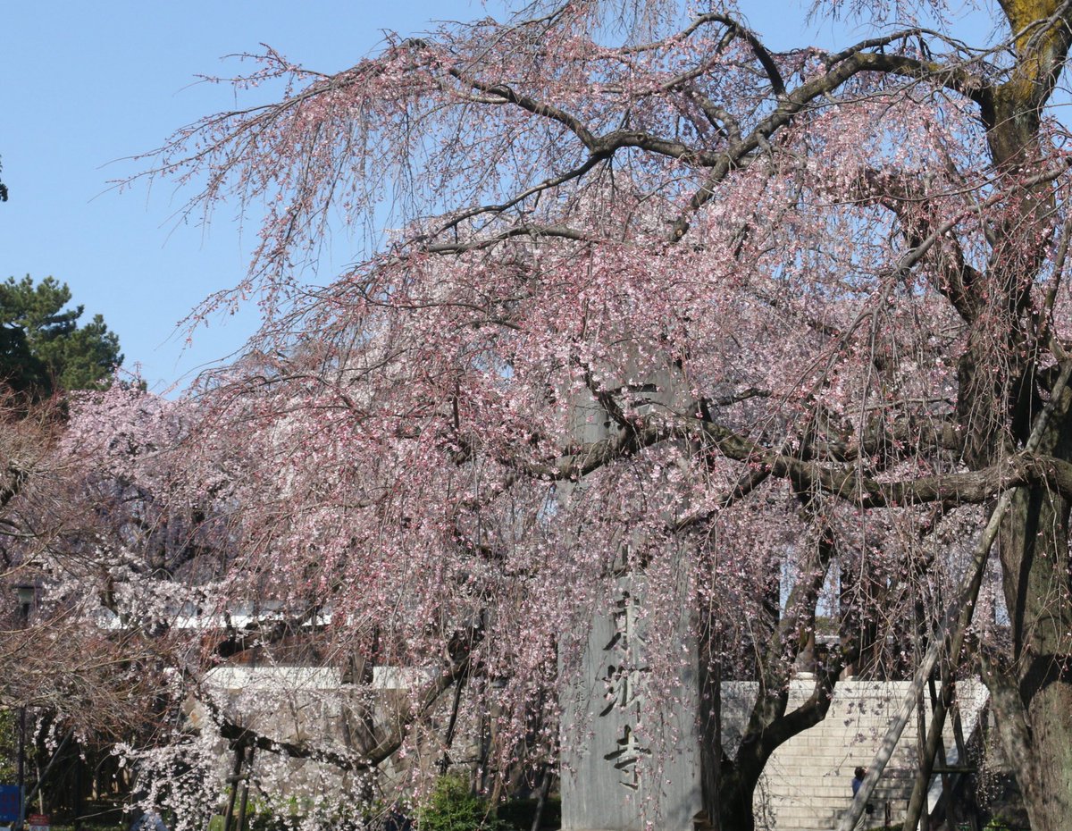 来週の真ん中あたりが見頃かなぁ〜？って思う地元の枝垂れ桜でございます。

 #東郷寺  #枝垂れ桜