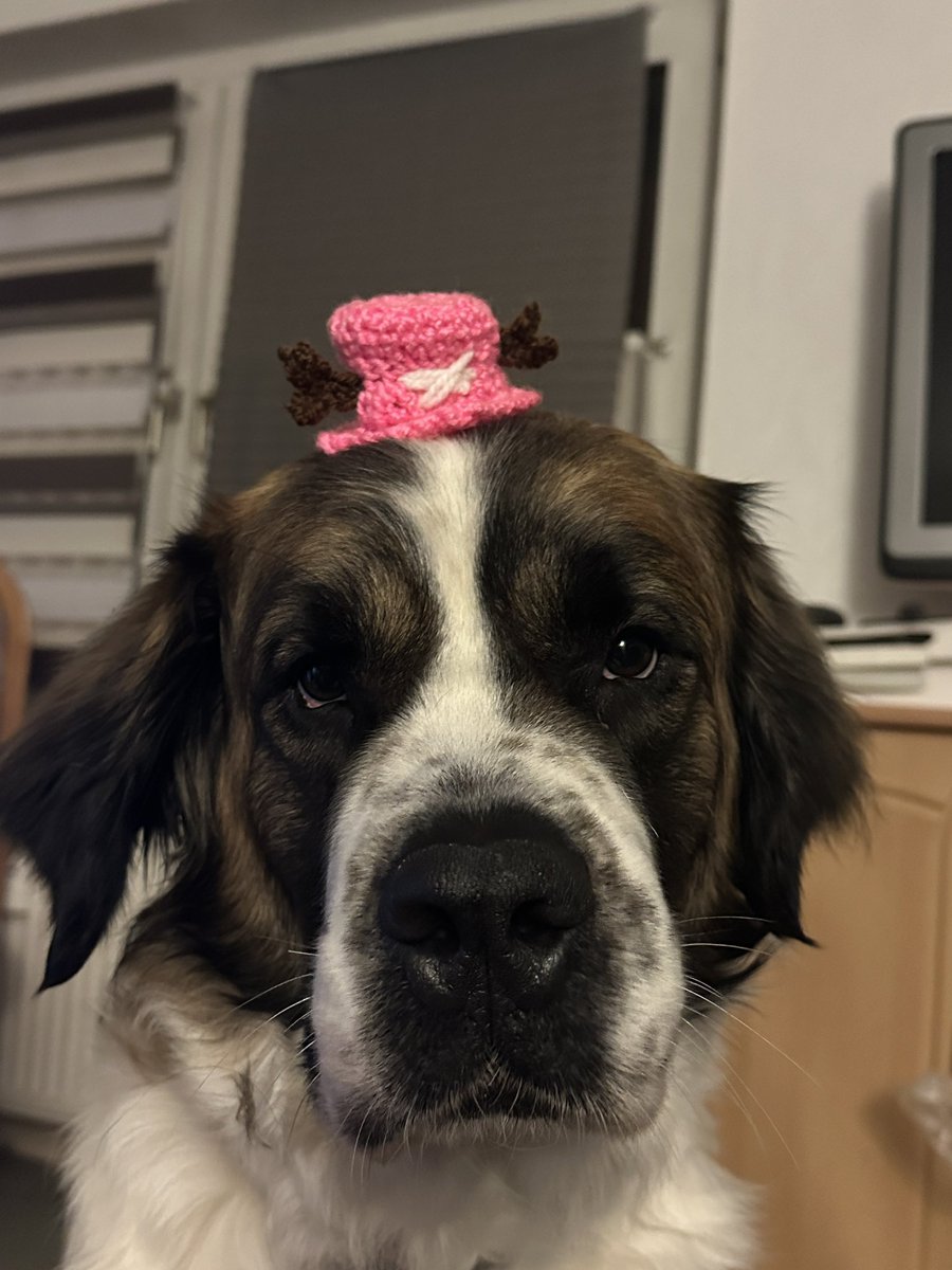 Kaptin Yuki tweet media