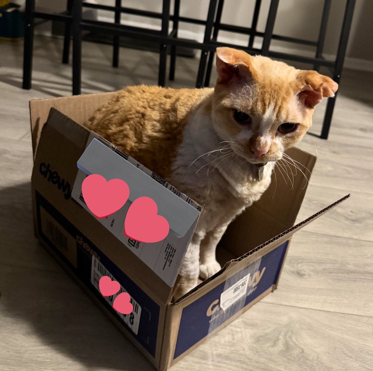 jtcheetah's tweet photo. @Chewy this isn’t what i ordered but i’m not complaining https://t.co/AwpRZlY8S0