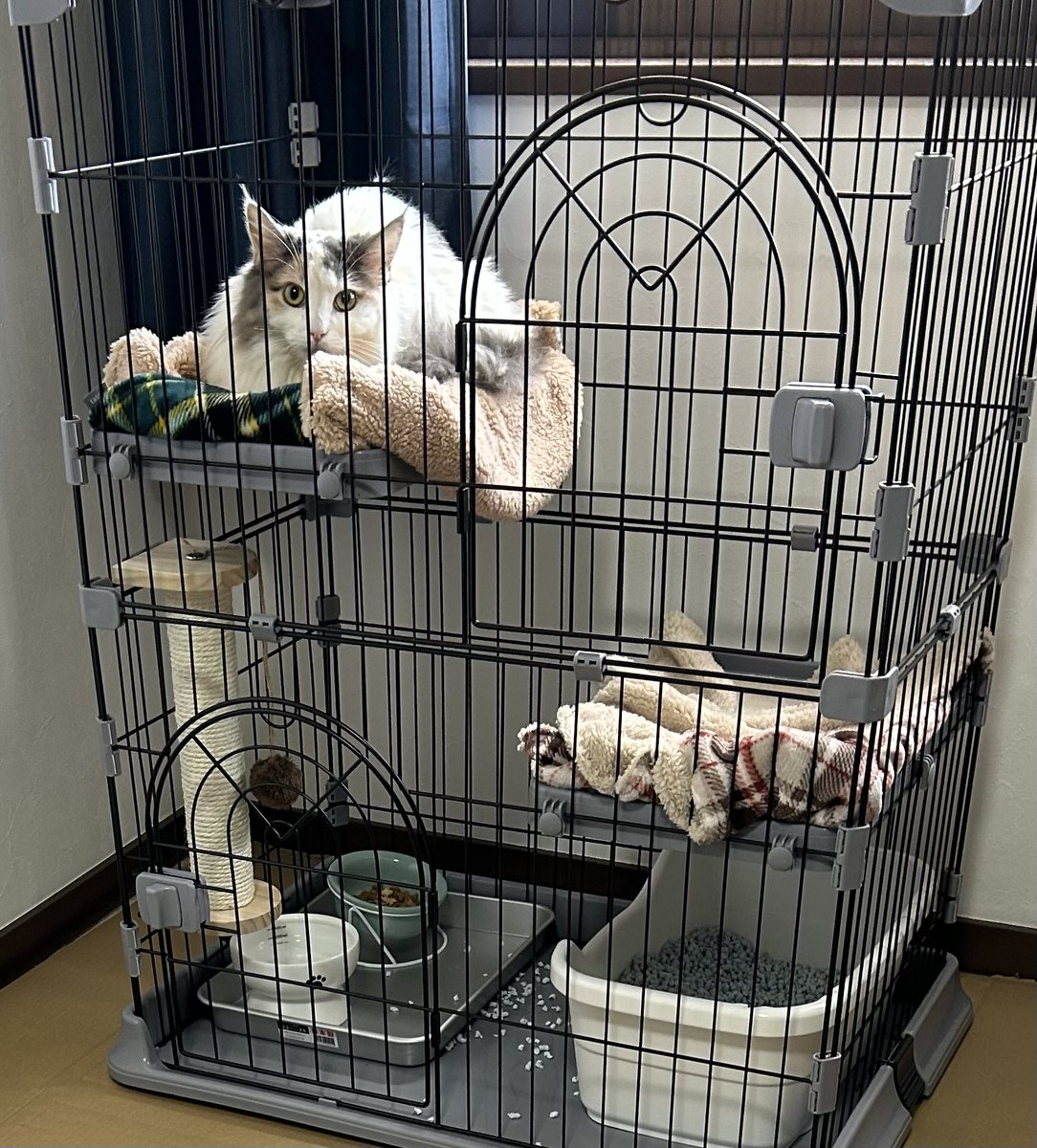ふぐ tweet media