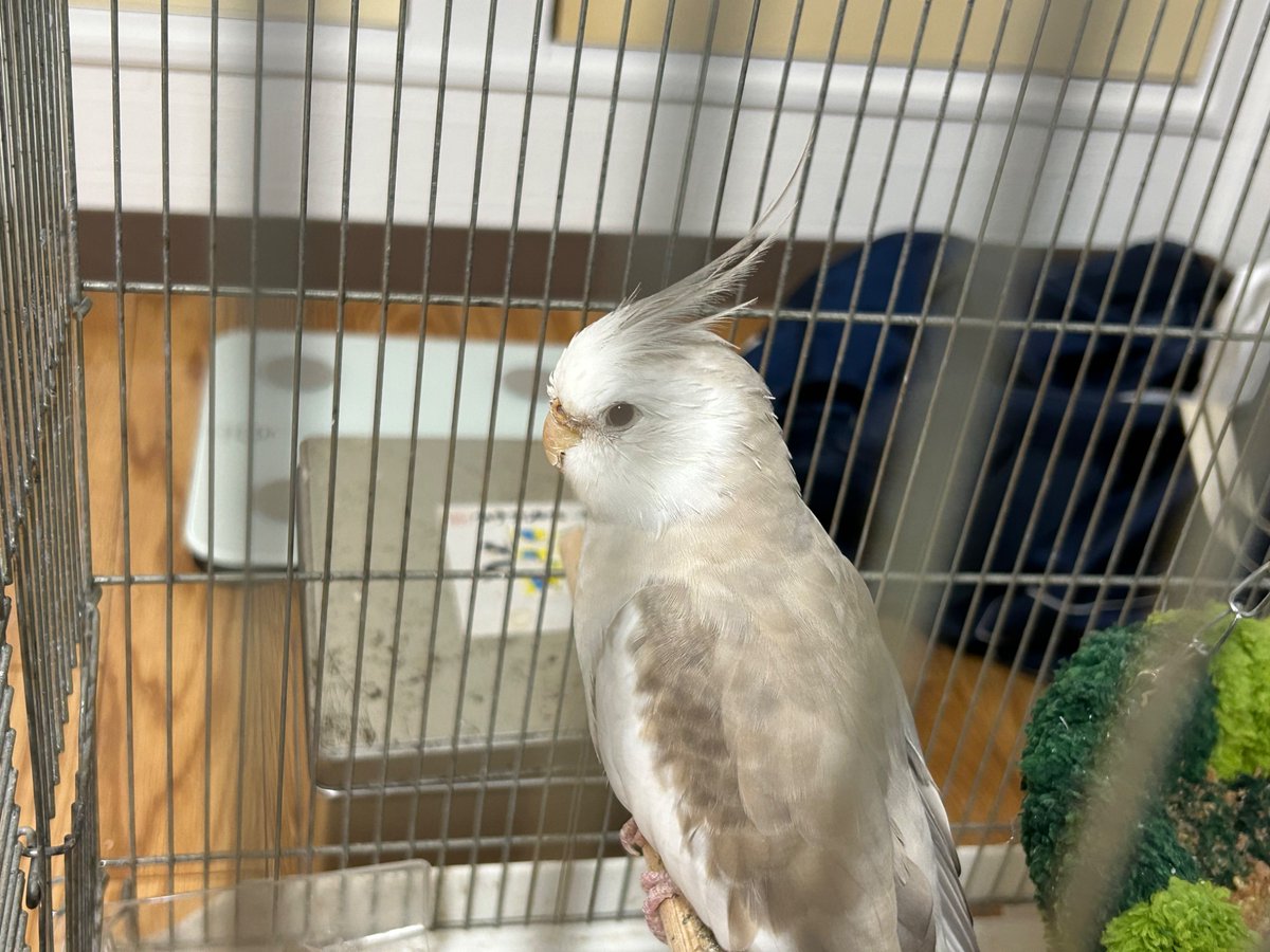 エリゴン|オカメインコ×統合失調症 tweet media