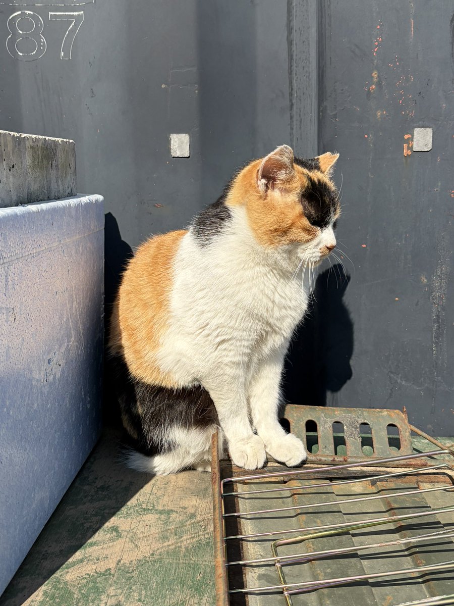 Mors(モルス)@LINEスタンプ販売中 tweet media