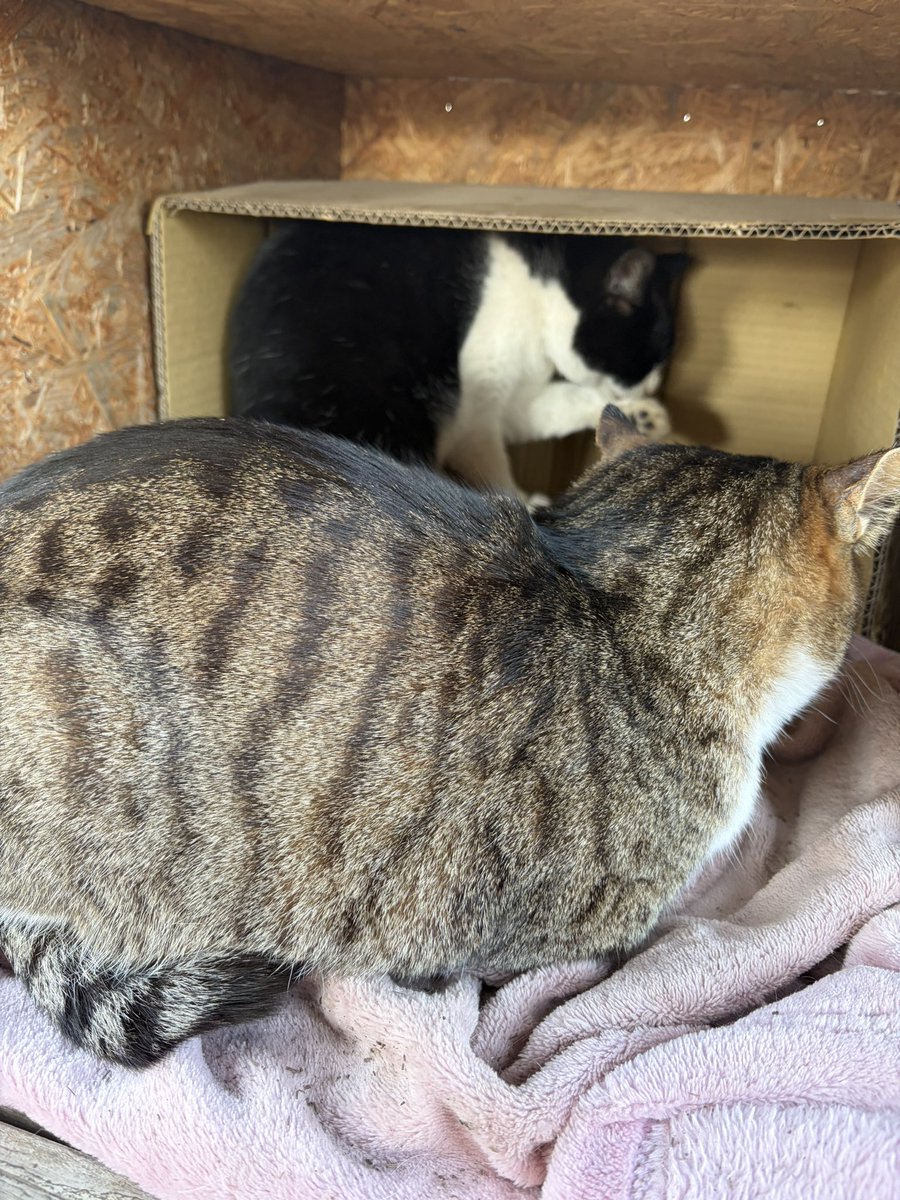 Mors(モルス)@LINEスタンプ販売中 tweet media