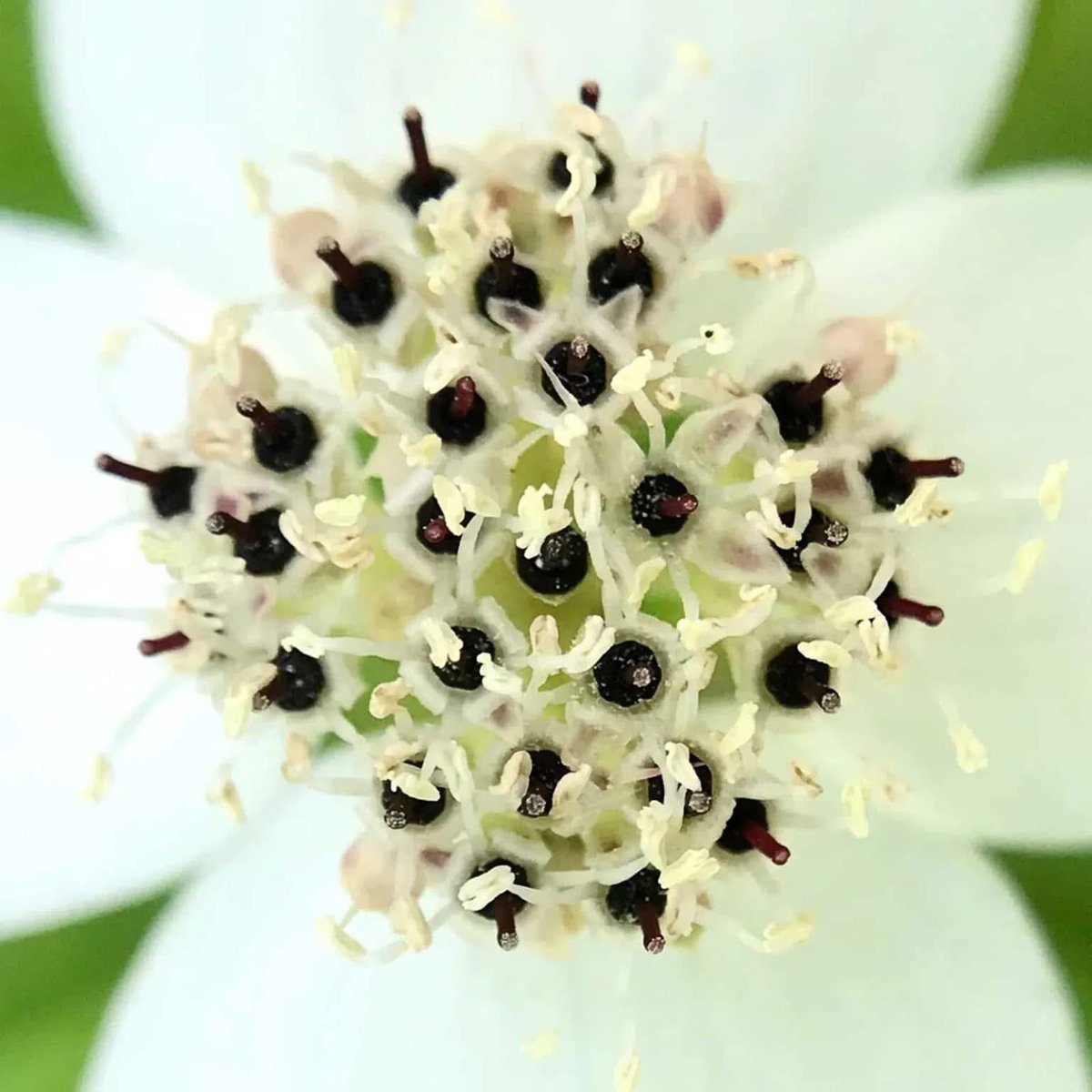 Dr. Doug Corrigan tweet media