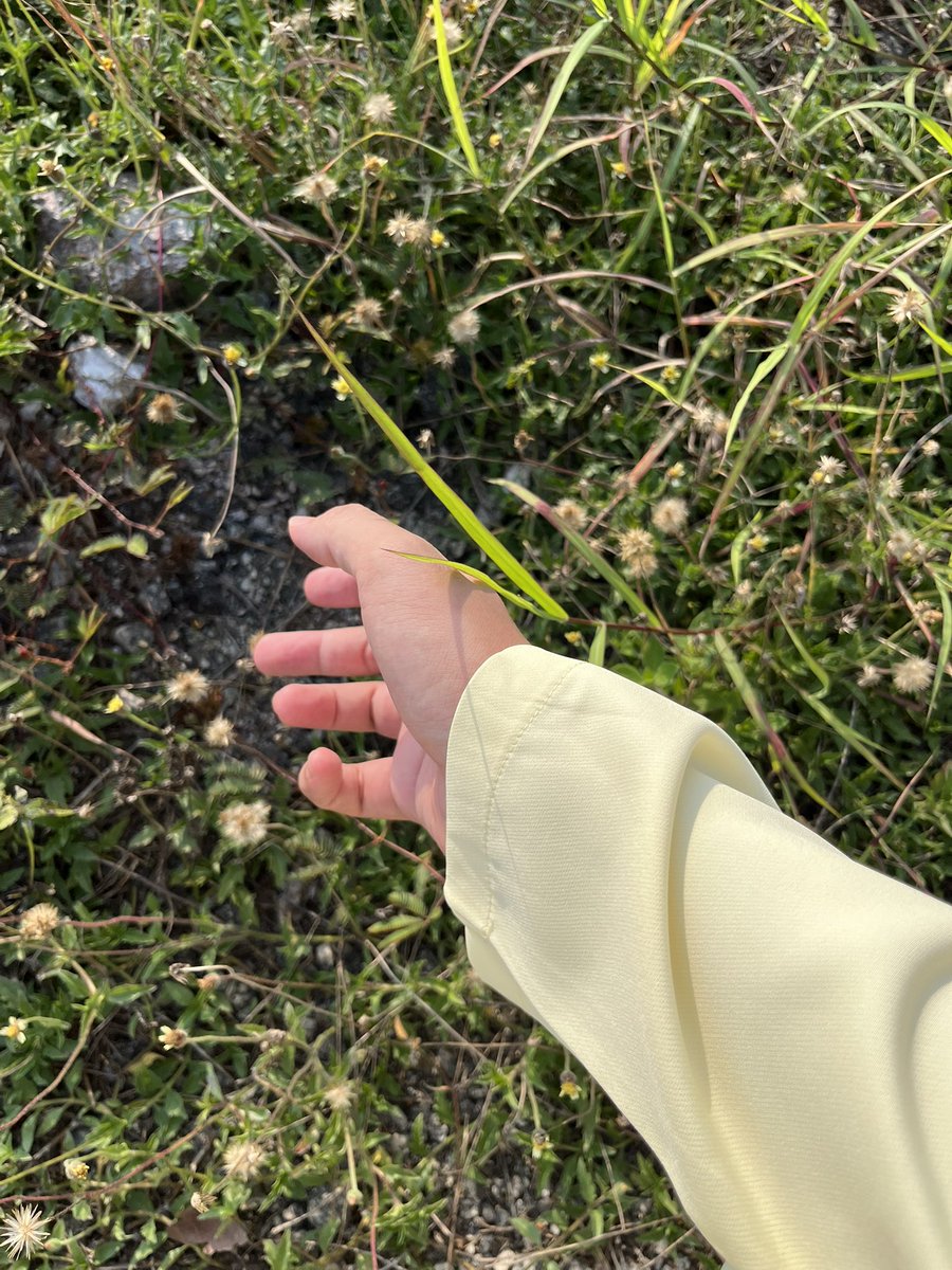 dailylemonade Ch. 毎日レモネード 🍋 LEMON tweet media