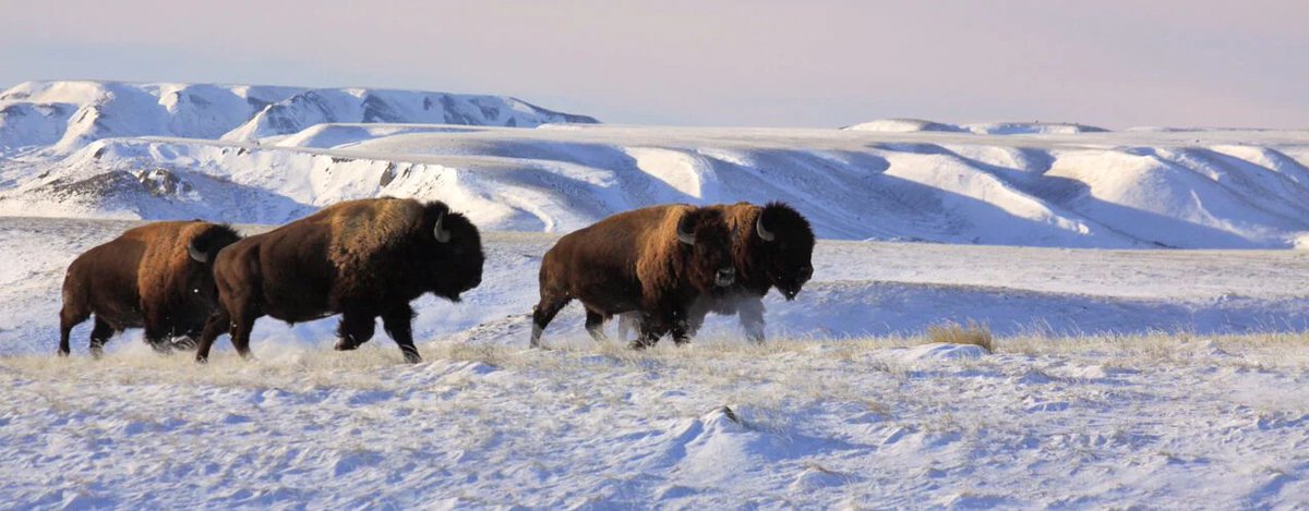 All About Bison tweet media