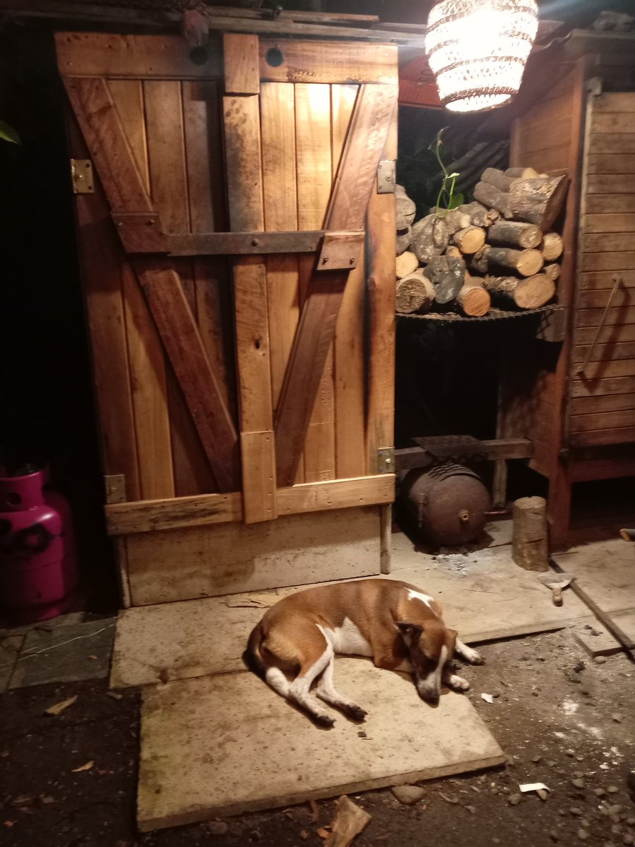 SmokinLove₿ill🌴🐒🍺🟠🥓🥩🍖🍗 tweet media