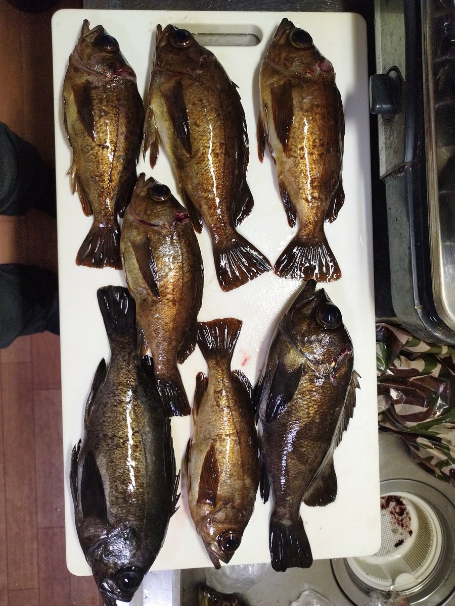 grasskobe's tweet photo. 天気が良いので、兄と淡路島翼港へエビ撒き釣り🎣6時前到着で12台め。風も無く快適ですが18時迄ボウズ！どこ流してもクサフグ🐡電気ウキから何とか良型メバルが釣れました!日中は釣れません。#ヤフオク#淡路島釣り#ラルフ#アバクロ#メバル#翼港 https://t.co/rBsHt6Zo3P
