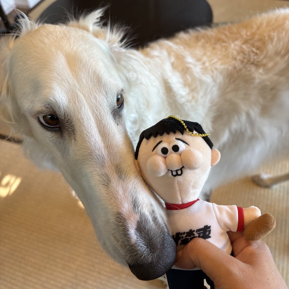 EmmaEmma_borzoi's tweet photo. ねこ犬ワイドショーがまた1時間番組になるのめっちゃ嬉しい！ https://t.co/uM3h6Alakq