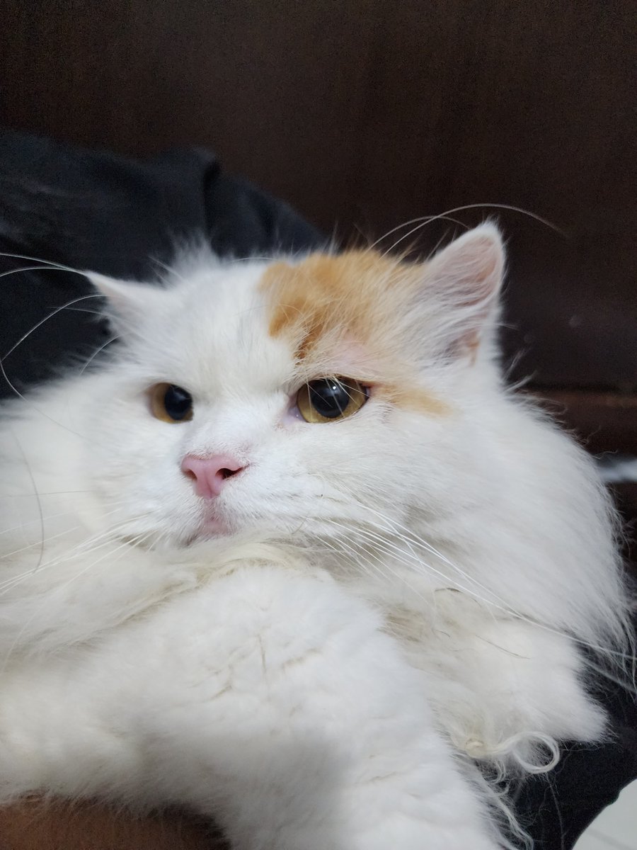 Ciku 🦁🍉 tweet media