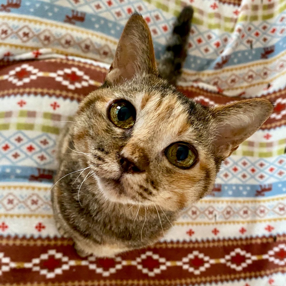 アび🌻山と猫 tweet media