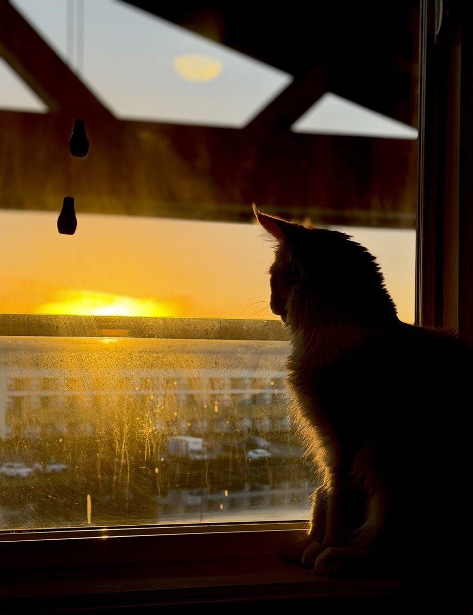 🐹OnlyHams🐹 & other pets tweet media