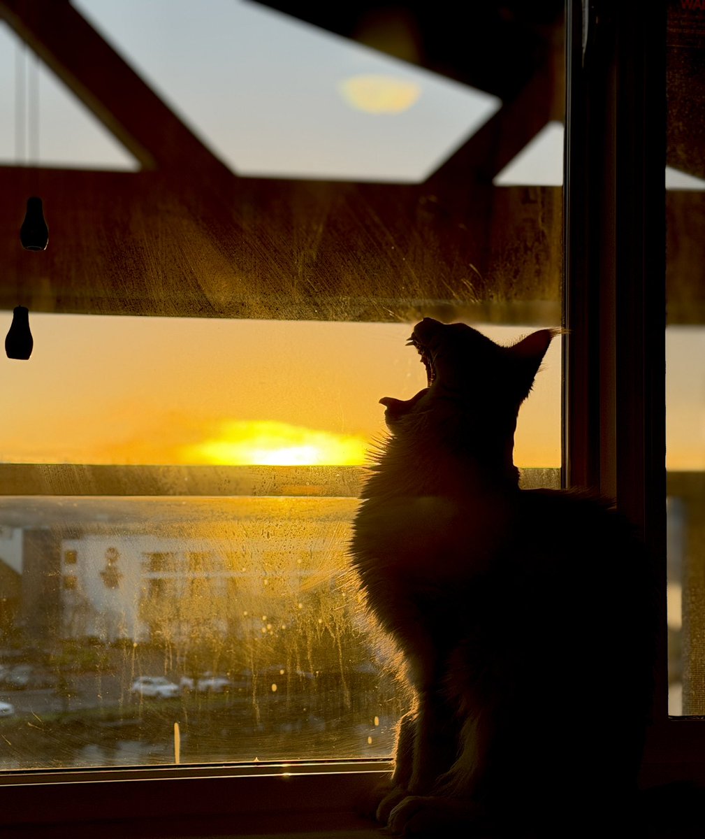 🐹OnlyHams🐹 & other pets tweet media