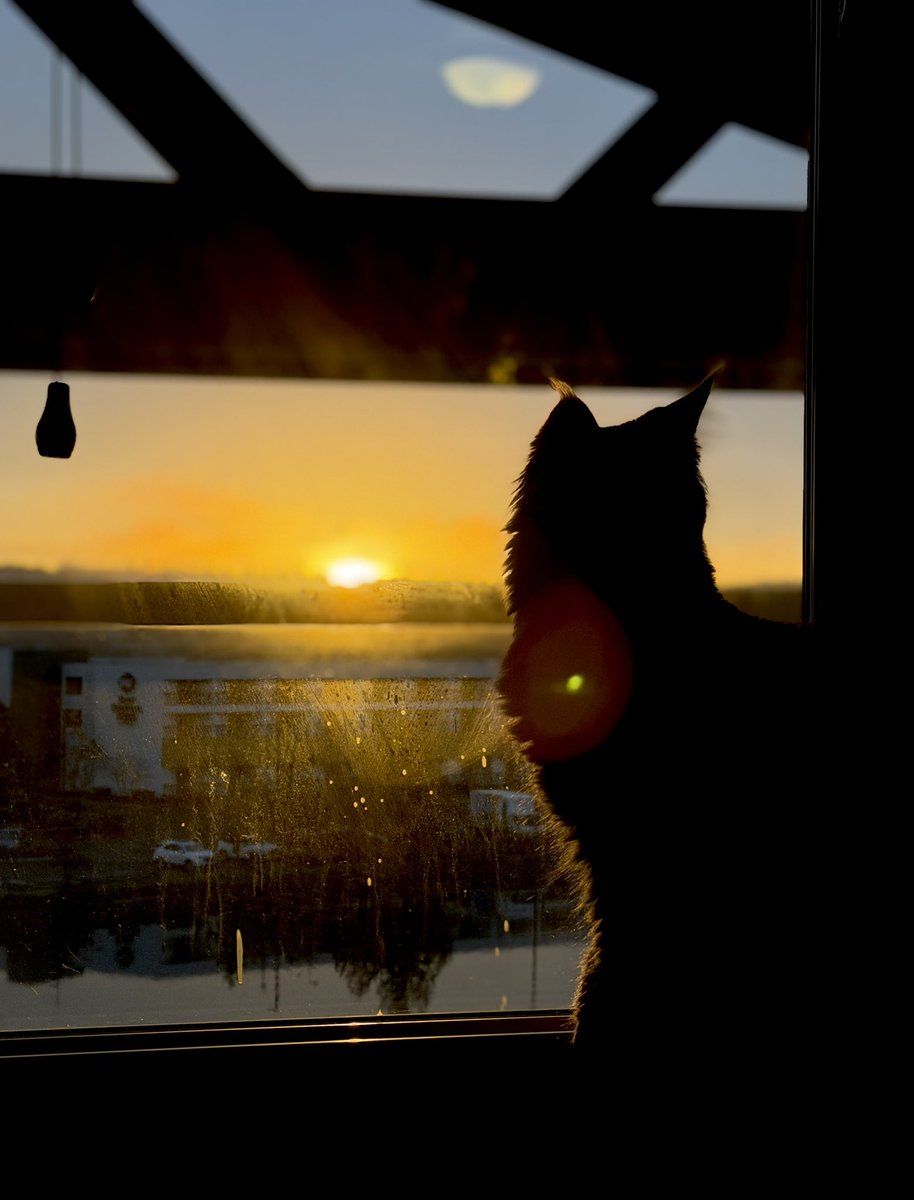 🐹OnlyHams🐹 & other pets tweet media