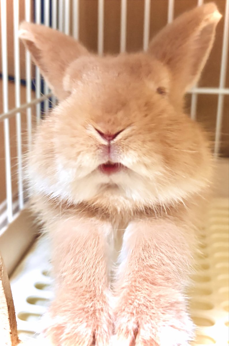 おはにょーー🐰
#うさぎのいる暮らし