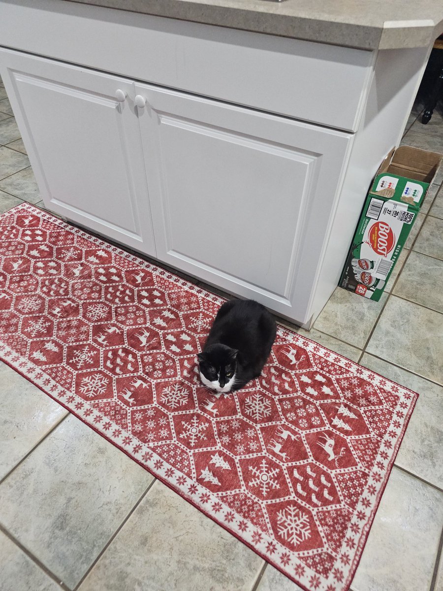 Dog 🍀 tweet media