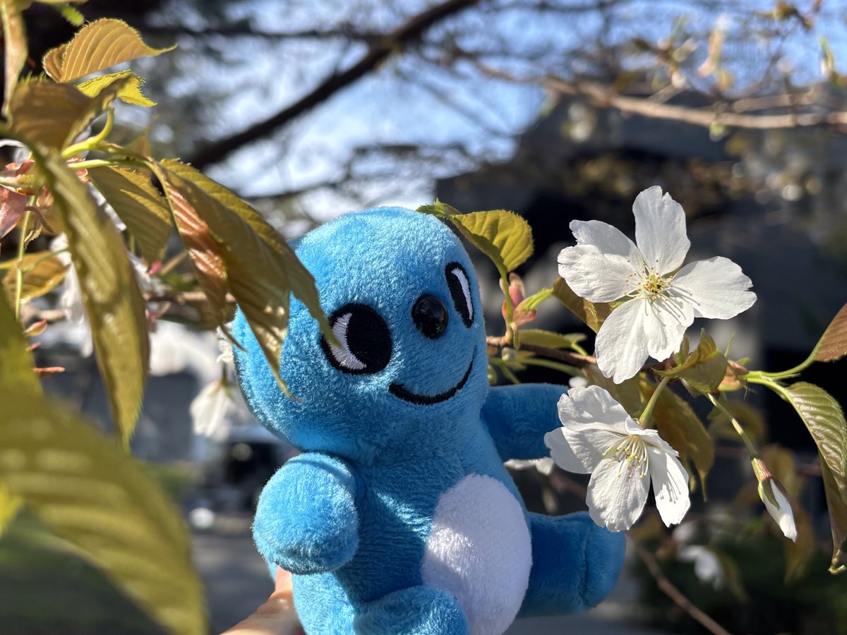 みほしるべの開花宣言🌸 駐車場から広場へ向かう途中にある