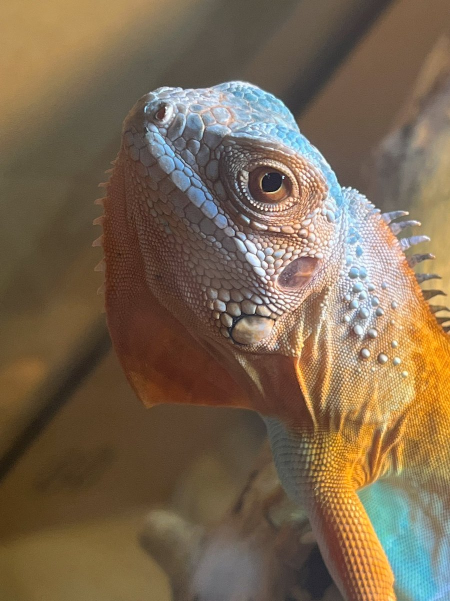 ﾅﾅｼ tweet media