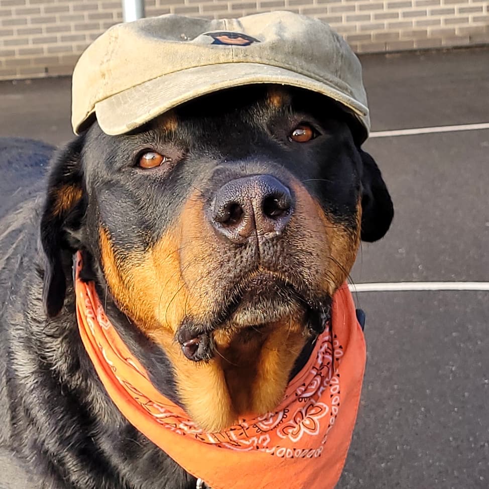 Team Servicerottie🇨🇦🐕‍🦺🦽 tweet media