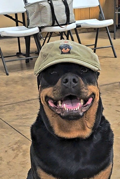 Team Servicerottie🇨🇦🐕‍🦺🦽 tweet media