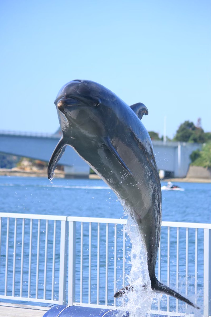 海中水族館シードーナツ tweet media