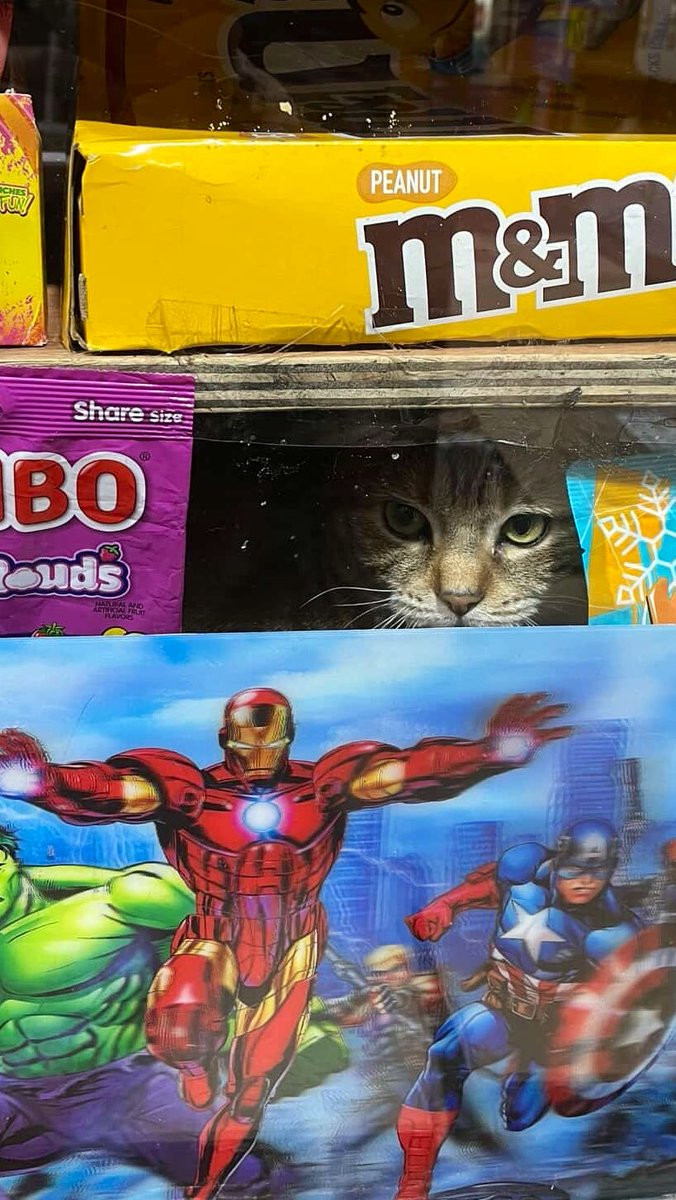 Bodega Cats tweet media